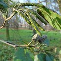 Alnus cordata fleur